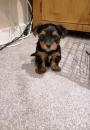 Puppies for sale Denmark, Kopenagen Yorkshire Terrier