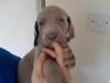 Puppies for sale Portugal, Lisbon Weimaraner