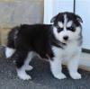 Продам щенка Ireland, Cork Other breed, Blue Eyes Siberian Husky Puppies