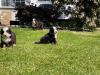 Puppies for sale Sweden, Stockholm Bernese Mountain Dog