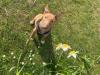 Puppies for sale Poland, Warsaw Bull Terrier