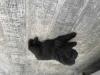 Puppies for sale Hungary, Budapest Chow Chow