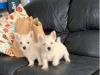 Puppies for sale Greece, Athens West Highland White Terrier