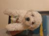 Puppies for sale Germany, Kayzerslauten Bichon