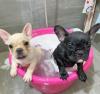 Puppies for sale Czech Republic, Olomouc French Bulldog