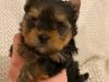 Puppies for sale Netherlands, Eindhoven Yorkshire Terrier