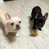 Puppies for sale France, Orleans French Bulldog