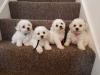 Puppies for sale Denmark, Kopenagen Bichon
