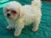 Puppies for sale Greece, Larissa Bichon