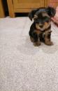 Puppies for sale Czech Republic, Yorkshire Terrier