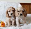 Puppies for sale Hungary, Budapest Cocker Spaniel