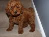 Puppies for sale Germany, Duisburg Miniature Poodle