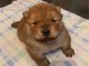 Puppies for sale Netherlands, Bergen aan Zee Chow Chow