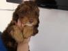 Puppies for sale Germany, Bremen , Cockapoo