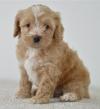 Puppies for sale Italy, Leche , Cockapoo