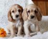 Puppies for sale Italy, Pescara Cocker Spaniel