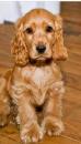 Puppies for sale France, Bordeaux Cocker Spaniel