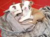 Puppies for sale Netherlands, Eindhoven Boston Terrier