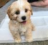 Puppies for sale Czech Republic, Kladno , cavapoo