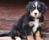 Puppies for sale Spain, Badajoz Bernese Mountain Dog