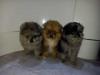 Puppies for sale Sweden, Malmo , pomsky