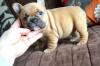 Puppies for sale Sweden, Kalmar French Bulldog