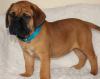 Puppies for sale Cyprus, Larnaca Bullmastiff