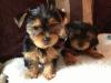 Puppies for sale Latvia, Gulbene Yorkshire Terrier