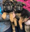 Puppies for sale Finland, Helsinki German Shepherd Dog