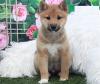 Продам щенка Netherlands, Vught Other breed, Shiba Inu Puppies