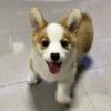 Puppies for sale Italy, Perugia , Pembroke Welsh Corgi
