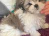 Puppies for sale Malta, Valletta Shih Tzu