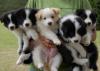 Puppies for sale Cyprus, Paphos Border Collie