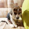 Puppies for sale Italy, Rome Beagle