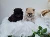 Puppies for sale Netherlands, Bergen aan Zee Pomeranian Spitz