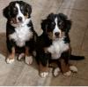Puppies for sale Canada, Northwest Territories , bernesemountain