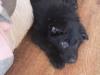 Puppies for sale Czech Republic, Brno German Shepherd Dog