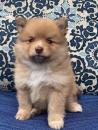 Puppies for sale Italy, Leche Pomeranian Spitz