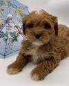 Puppies for sale Italy, Palermo , Cavapoo