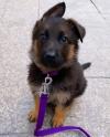 Puppies for sale Italy, Turin German Shepherd Dog