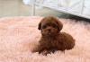 Puppies for sale Italy, Leche Poodle