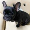 Puppies for sale Ireland, Cork French Bulldog