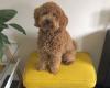 Puppies for sale Netherlands, Amsterdam , Cockapoo Puppies