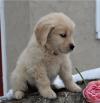Продам щенка Sweden, Malmo , Golden Retriever Puppies