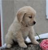 Puppies for sale Poland, Warsaw , Golden Retriever Puppies