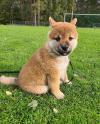 Puppies for sale Netherlands, Amsterdam , Shiba Inu