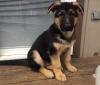 Продам щенка Romania, Craiova German Shepherd Dog