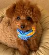 Puppies for sale Italy, Milan Poodle