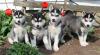 Puppies for sale Sweden, Helsingborg , pomsky