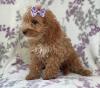 Puppies for sale Spain, Lerida , Cockapoo